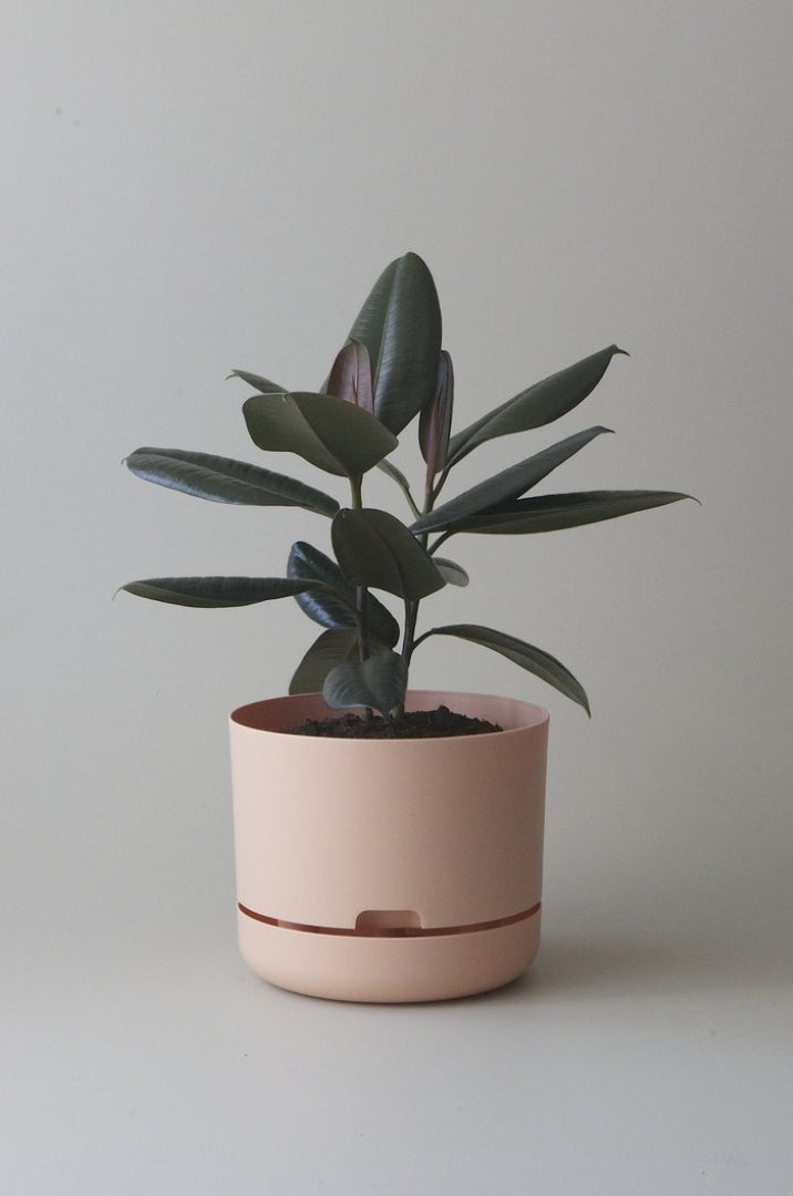 250mm Selfwatering Plant Pot