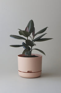 250mm Selfwatering Plant Pot