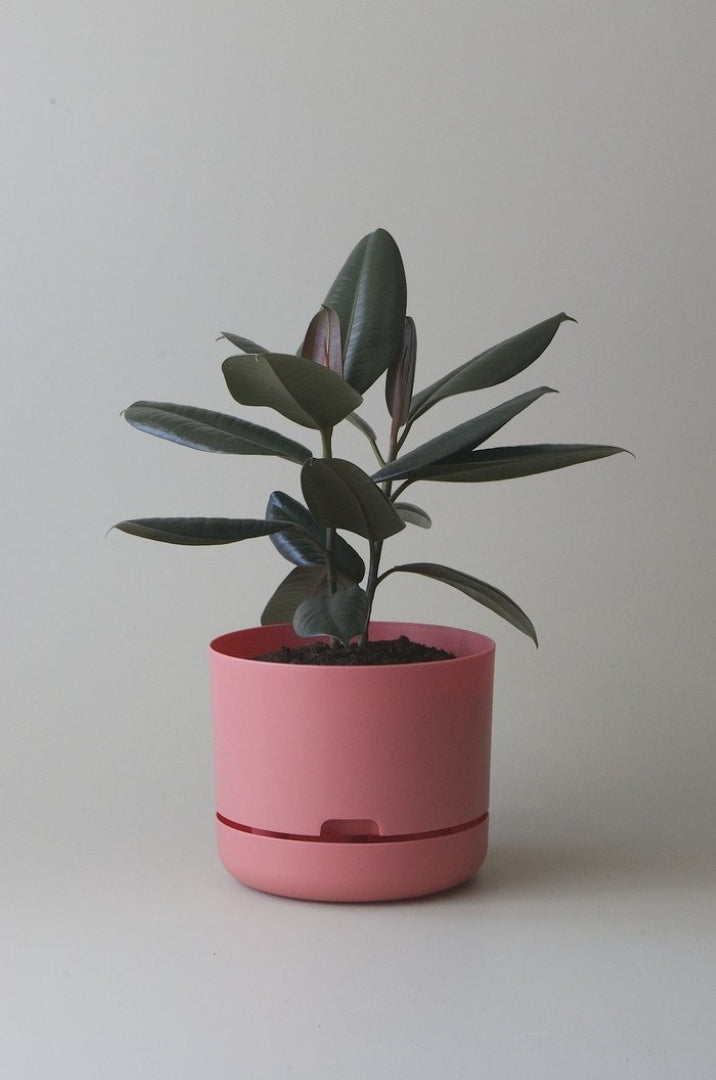 250mm Selfwatering Plant Pot