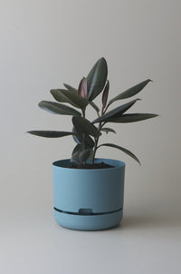 250mm Selfwatering Plant Pot