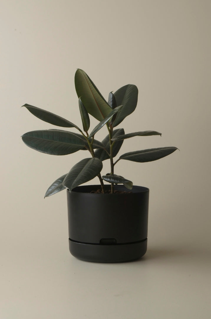 250mm Selfwatering Plant Pot