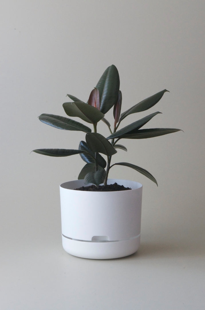 250mm Selfwatering Plant Pot
