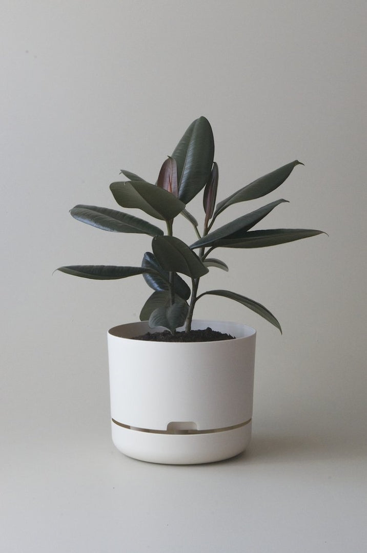 250mm Selfwatering Plant Pot