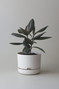 250mm Selfwatering Plant Pot