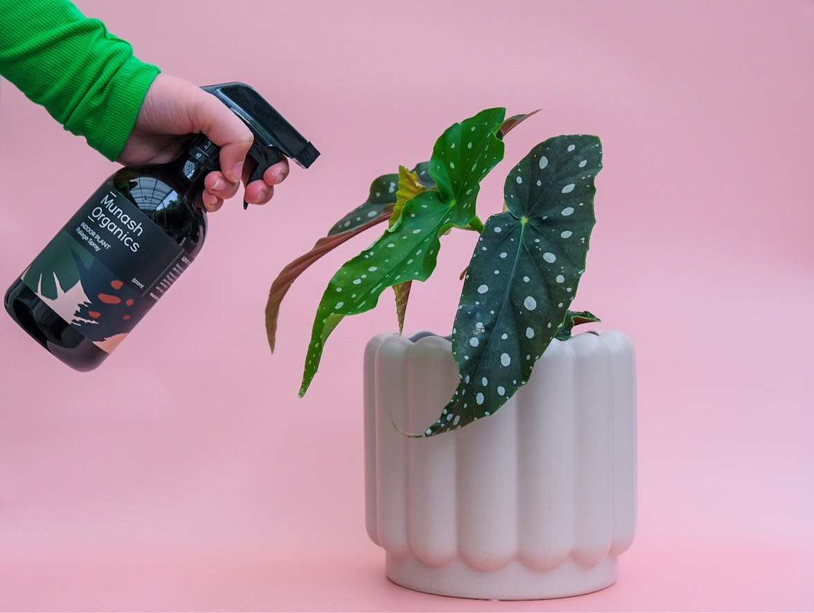 Indoor Plant Foliage Spray
