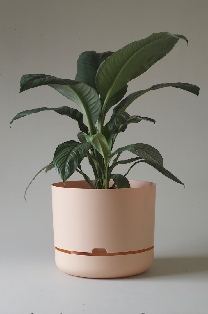 375mm Selfwatering Plant Pot