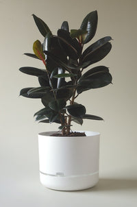 375mm Selfwatering Plant Pot