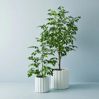 Parko Pot