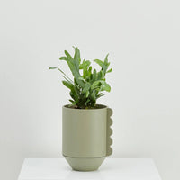 Frill Feature Planter