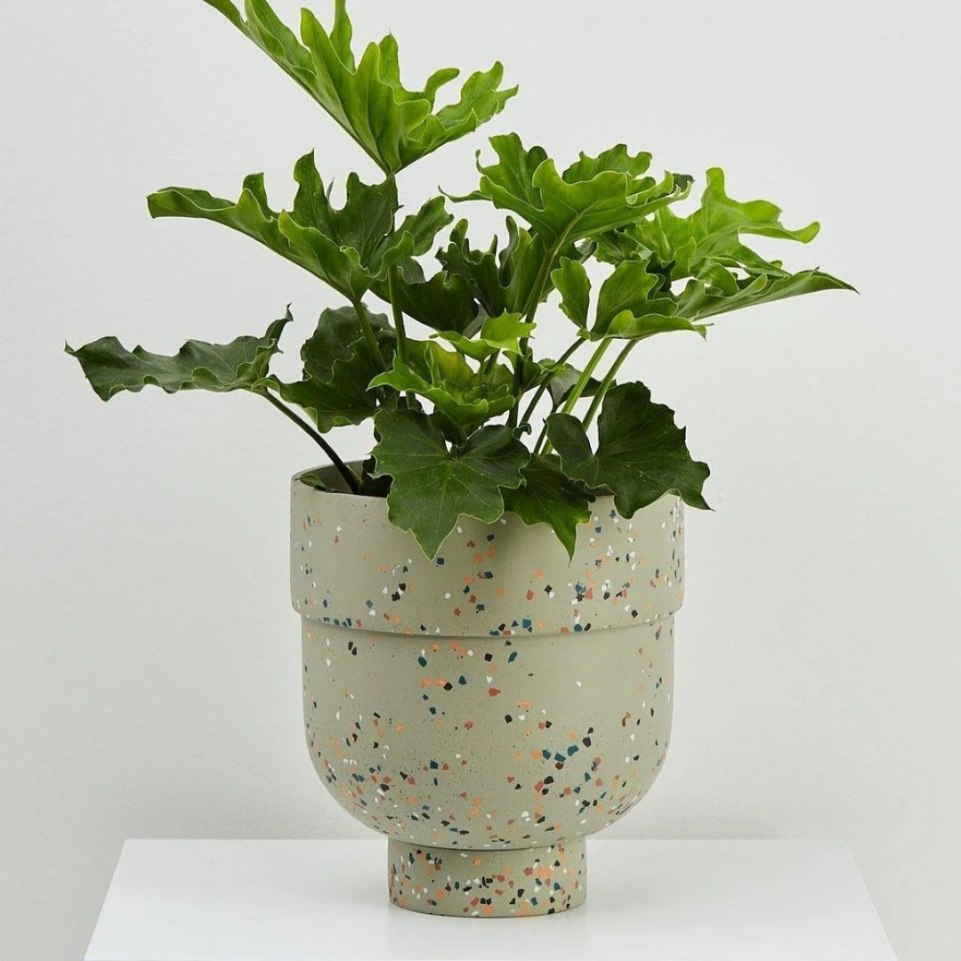 Funnel Planter Gum Leaf Terrazzo