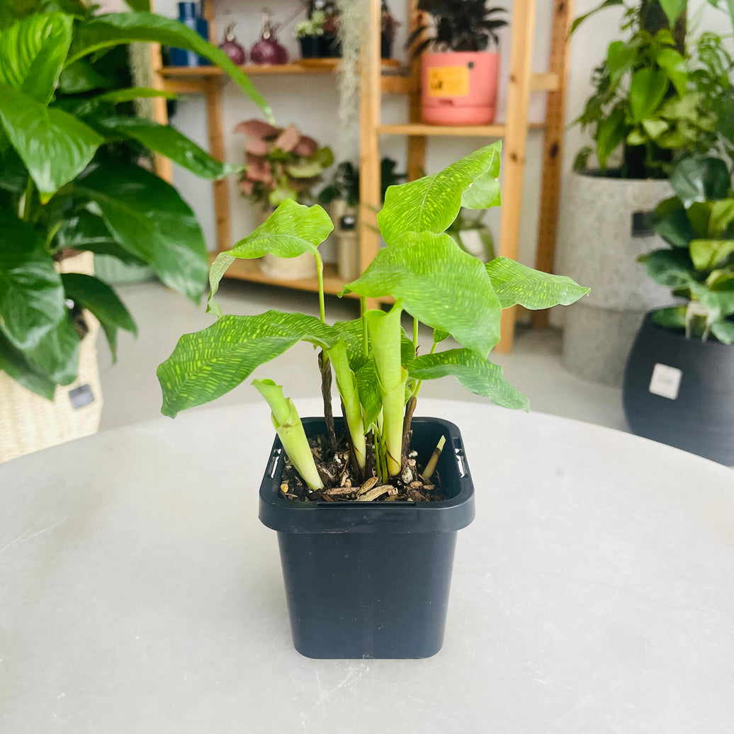 Calathea bella 'Network Plant' 70mm Nursery Pot