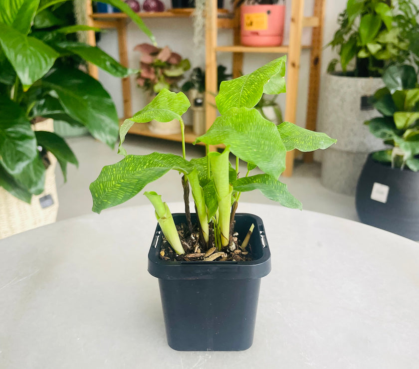 Calathea Network Plant 70mm