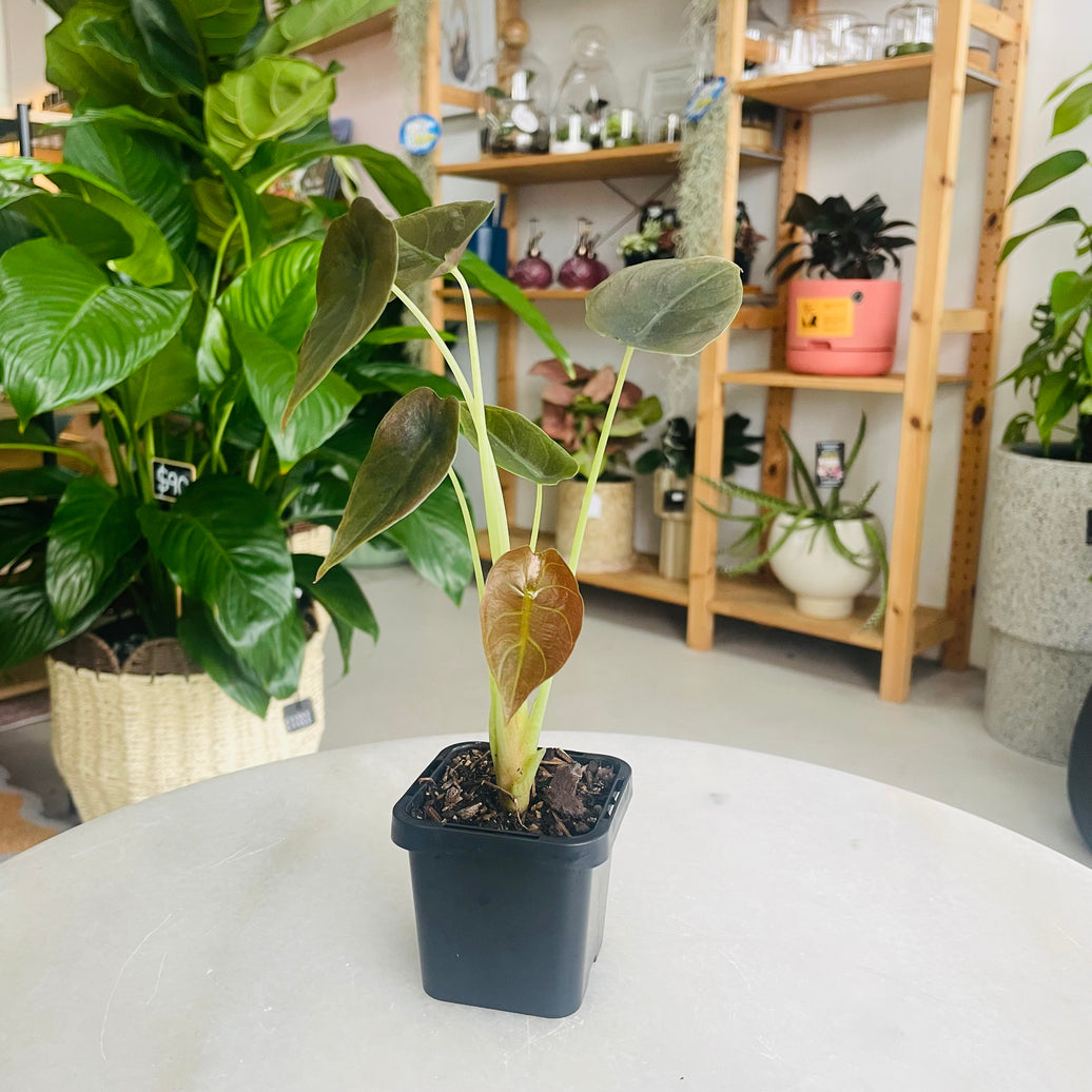 Alocasia cuprea 'Red Secret' 70mm Nursery Pot