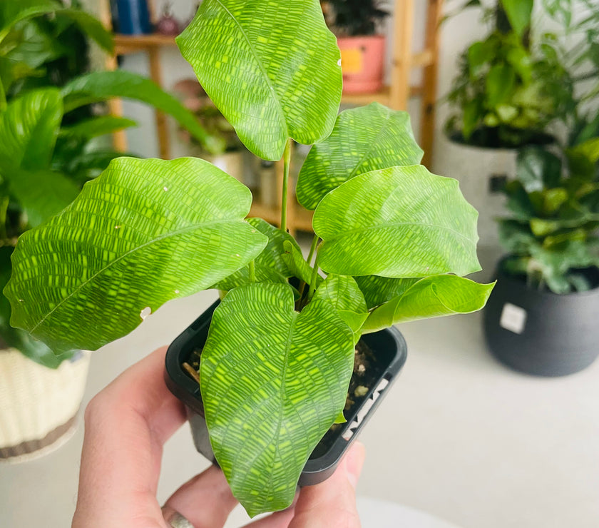 Calathea Network Plant 70mm
