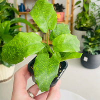 Calathea bella 'Network Plant' 70mm Nursery Pot