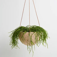 Terrazzo Dome Hanging Pot - Salt