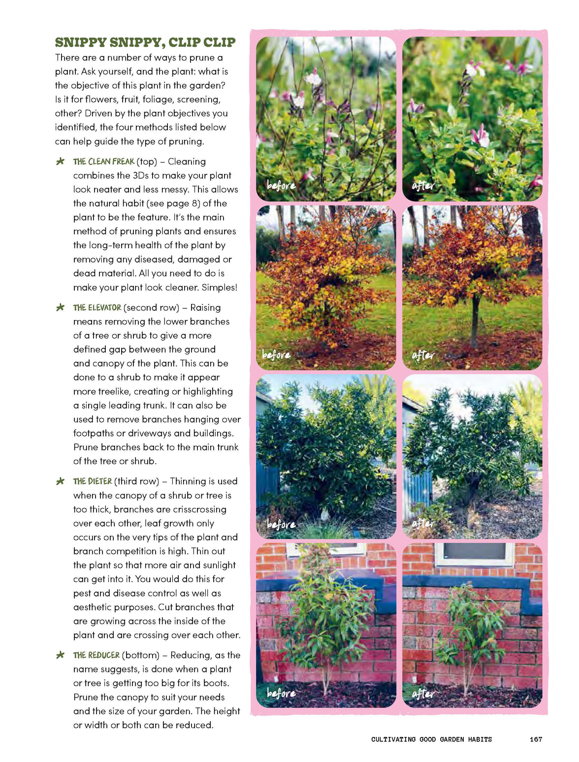 The Rookie Gardener