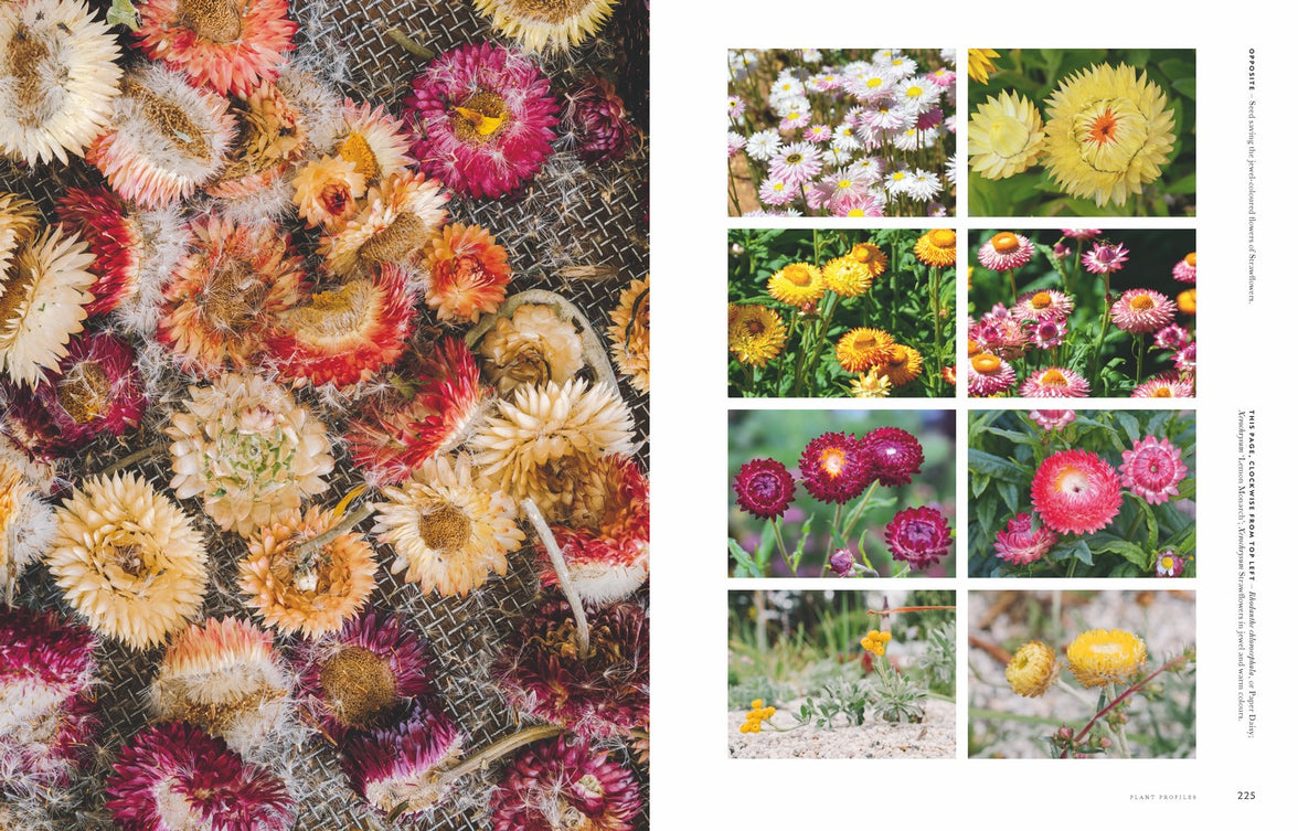 Super Bloom