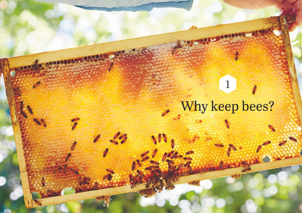 Backyard Bees