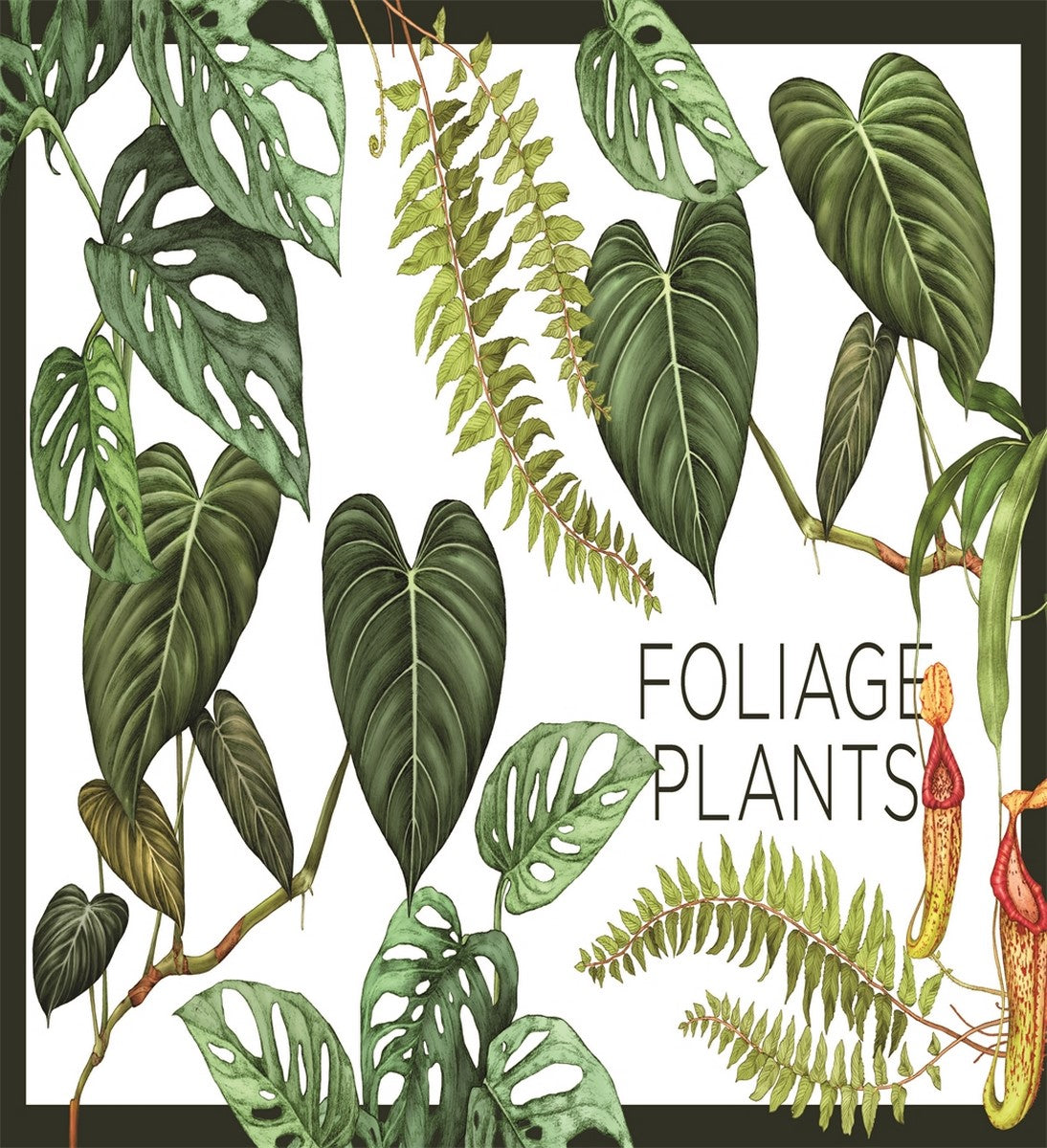 Plantopedia: The Definitive Guide to House Plants