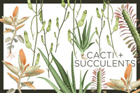 Plantopedia: The Definitive Guide to House Plants