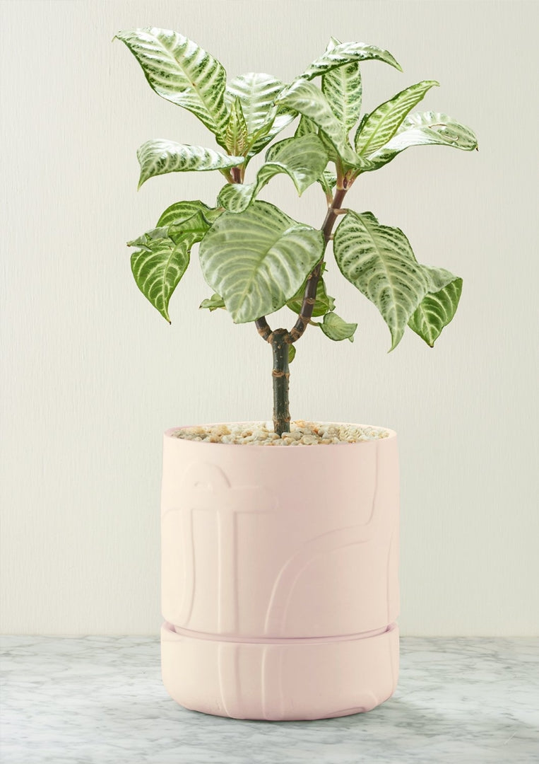 Abstract Relief Plant Pot Thick Line Soft Pink