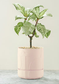 Abstract Relief Plant Pot Thick Line Soft Pink
