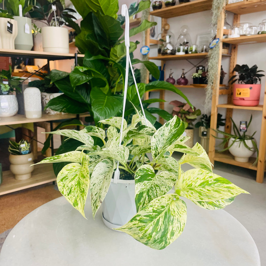 Epipremnum aureum 'Marble Queen' 130mm Nursery Pot
