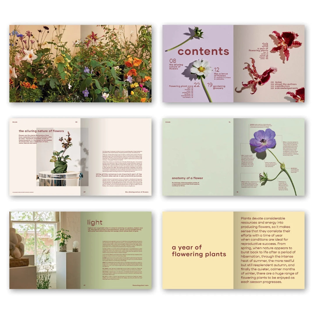 Bloom: Flowering Plants for Indoors and Balconies