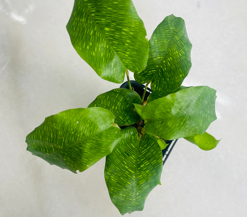 Calathea Network Plant 70mm | Minty Greenhouse Frankston
