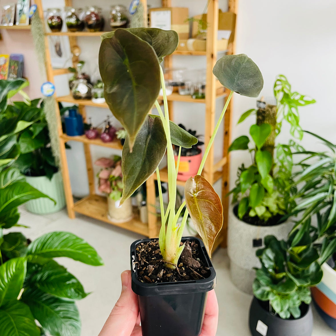 Alocasia cuprea 'Red Secret' 70mm Nursery Pot