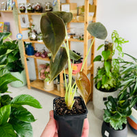 Alocasia cuprea 'Red Secret' 70mm Nursery Pot
