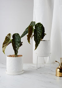 Callista Plant Pot White