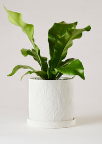 Callista Plant Pot White