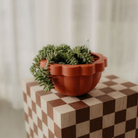 Poppy Self Watering Hanging Planter - Clay