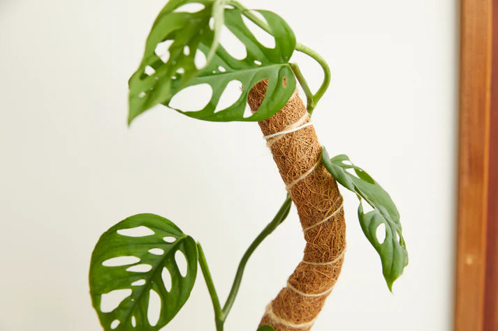 Coco Climber Stackable Grow Pole