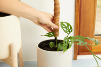 Coco Climber Stackable Grow Pole