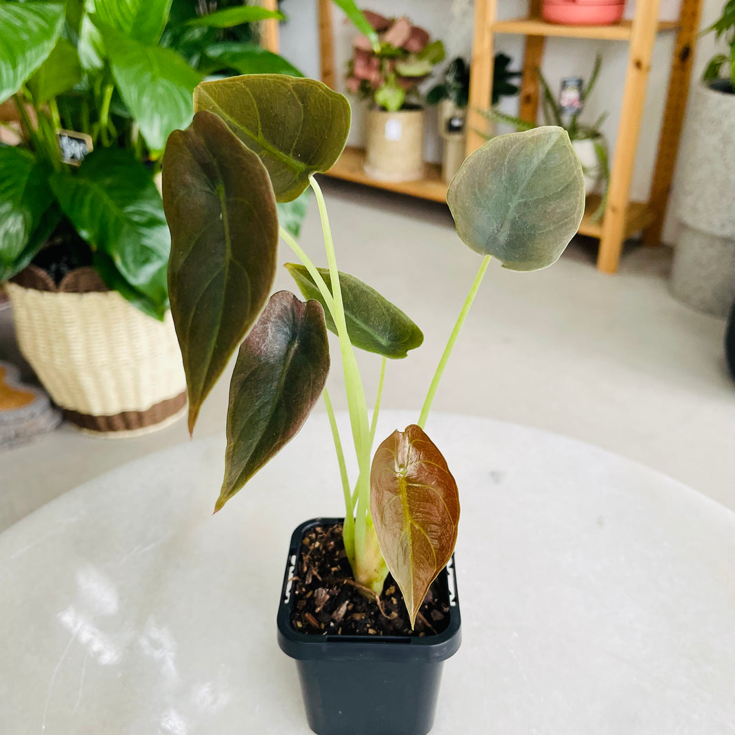 Alocasia cuprea 'Red Secret' 70mm Nursery Pot