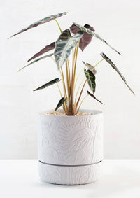 Folia Relief Plant Pots Grey