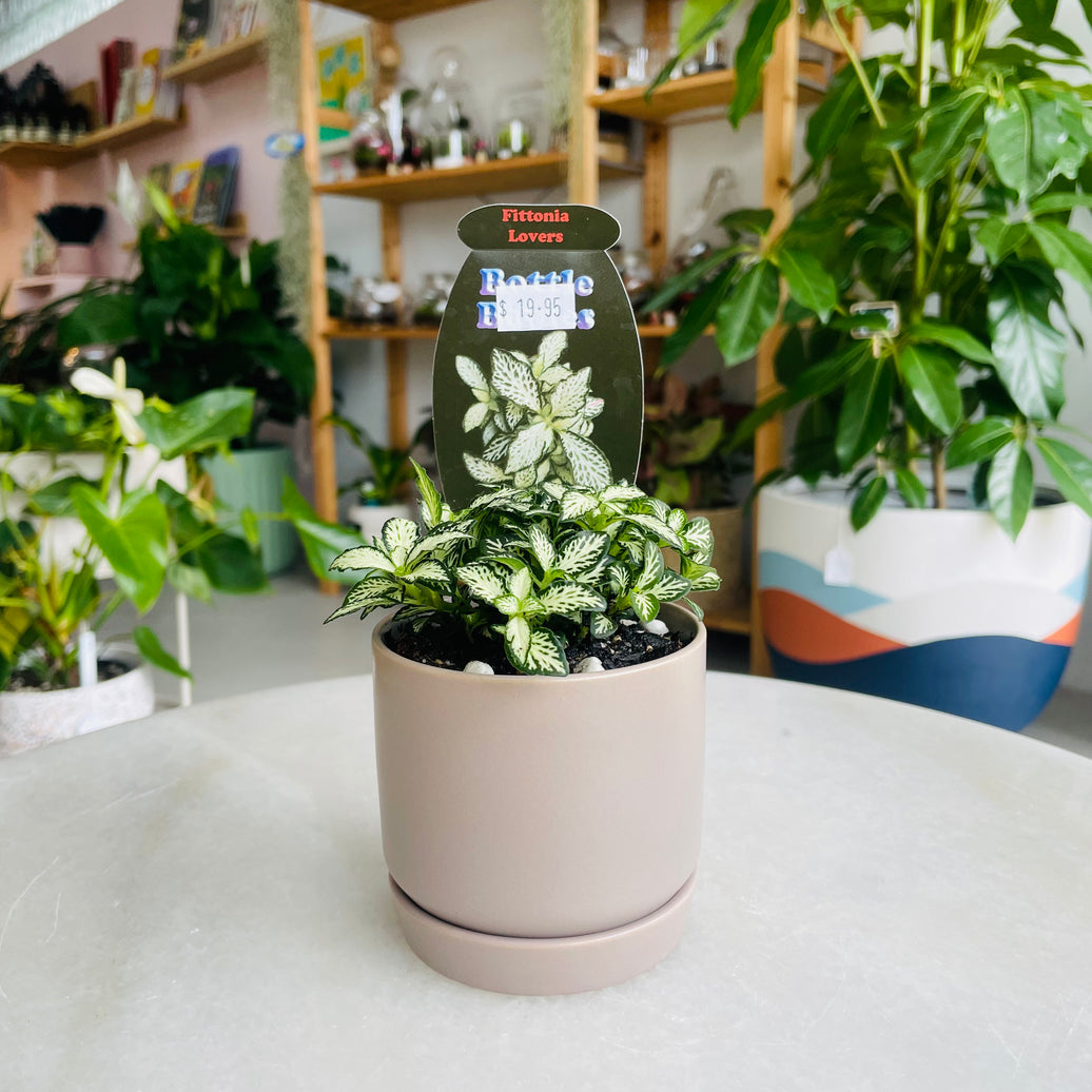 Fittonia 'Lovers' in Oslo Planter Mini