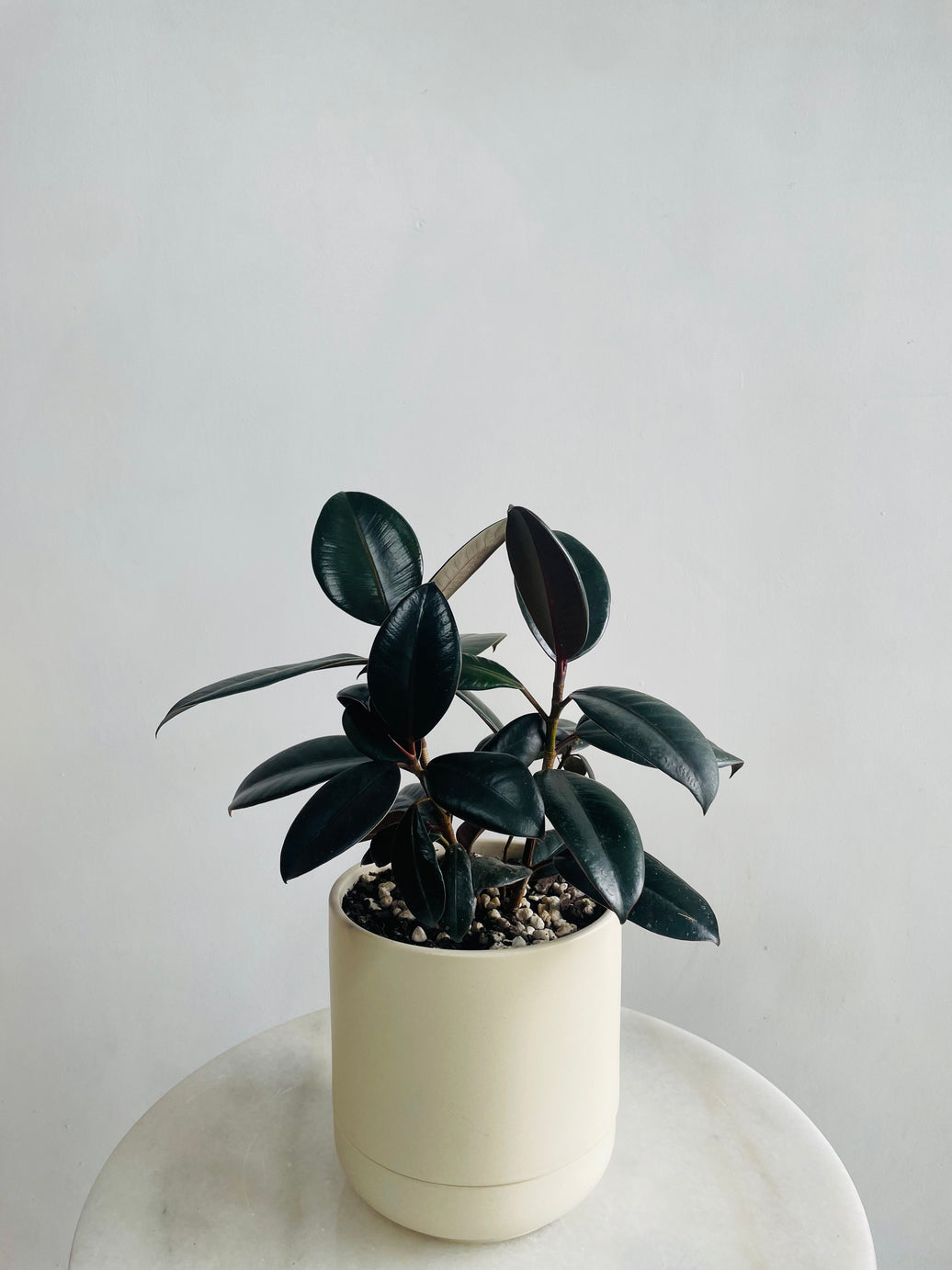 Ficus elastica 'Burgundy' in Troy Self Watering Planter