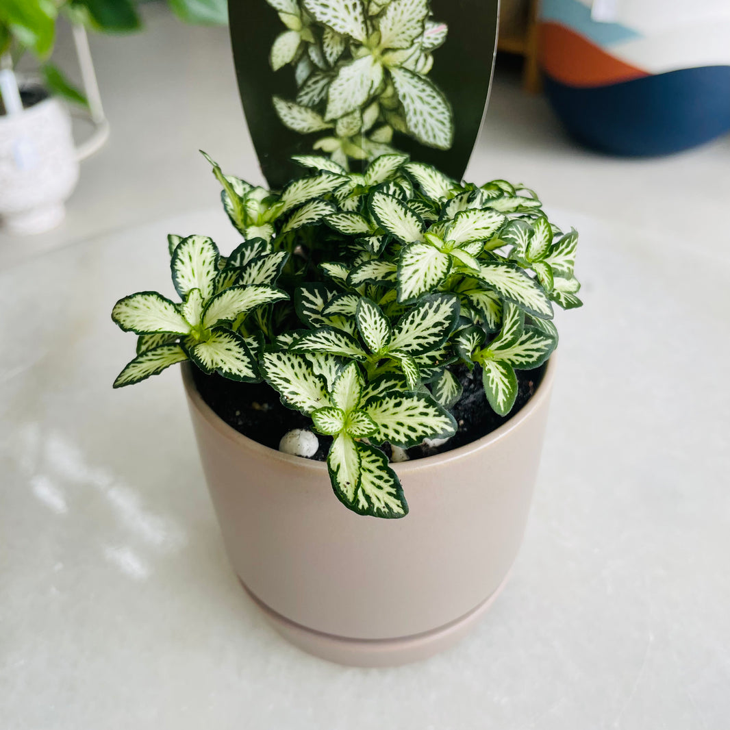 Fittonia 'Lovers' in Oslo Planter Mini