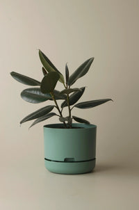 250mm Selfwatering Plant Pot