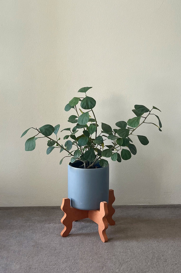 Low Rider Plant Stand