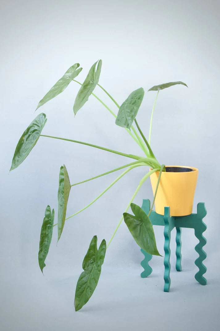 Middie Wide Plant Stand
