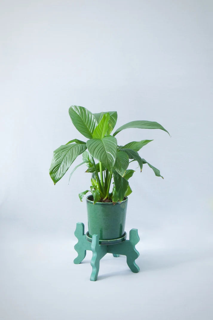 Low Rider Plant Stand