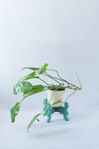 Low Rider Plant Stand