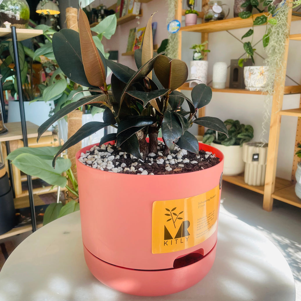 Ficus elastica 'Burgundy' Rubber Plant & 215mm Mr Kitly