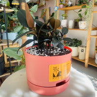 Ficus elastica 'Burgundy' Rubber Plant in 215mm Mr Kitly
