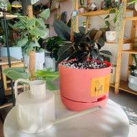 Ficus elastica 'Burgundy' Rubber Plant in 215mm Mr Kitly